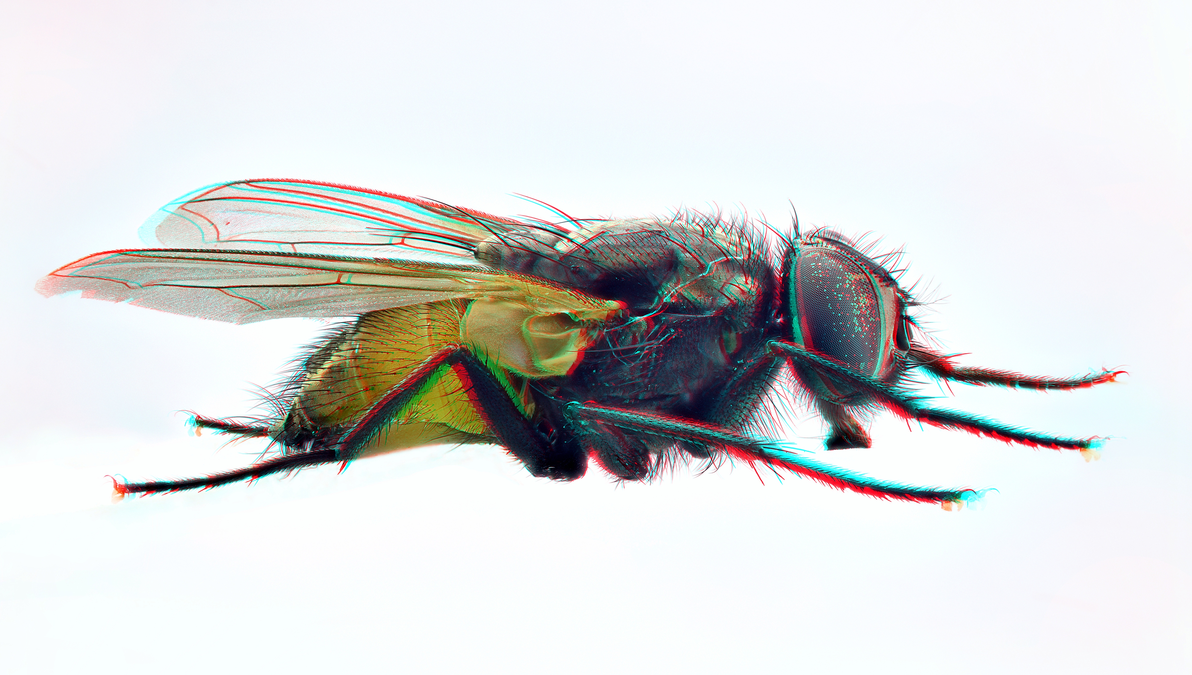 Fly